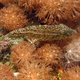 Strapweed Filefish