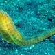 Spotted Seahorse
