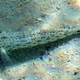 Speckled Sandperch