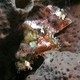 Poss's Scorpionfish (juvenile)