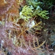 Lineolata Nudibranch