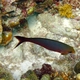 Creolefish