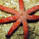 Starfish Comb Jelly