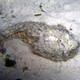 Stareyed Stonefish
