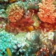 Faulkner's Coral