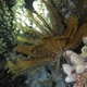 Noble Feather Star