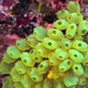 Yellow Colonial Aascidian