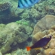 Tricolor Parrotfish