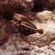 Orange-spotted Filefish