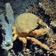 De Haan's Sponge Crab