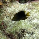 Yellowtail Reef Fish