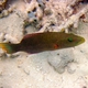 Cheek-lined Wrasse