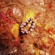 Ocellata Nudibranch