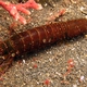Oxyrhyncha Mantis Shrimp