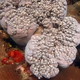 Formosan Soft Coral