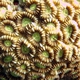 Secret Coral