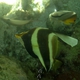 Threeband Pennantfish