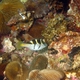 Mimic Filefish