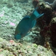 Singapore Parrotfish
