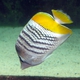 Yellowback Butterflyfish
