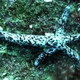 Multipore Sea Star
