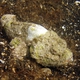 False Stonefish