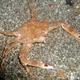 Danae Crab