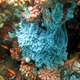 Blue Volcano Sponge