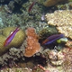 Dotted Wrasse
