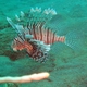 Common Lionfish