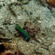 Peacock Mantis Shrimp