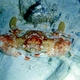 Warty Swimming Crab