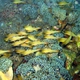 Seale's Cardinalfish