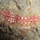 Common Fire Worm