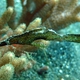 Halimeda Ghostpipefish