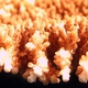 Lamarcki Coral