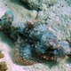 Tasseled Scorpionfish
