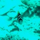 Blacksaddled Coral Grouper (Juvenile)