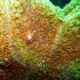 Corals of Papua New Guinea to be identified