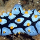 Black-rayed Phyllidia