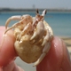Ruggie Land Hermit Crab