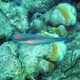 Princess Parrotfish