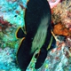 Pinnate Spadefish  (Juvenile)