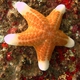 Granulated Sea Star
