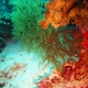 Pipe-cleaner Black Coral