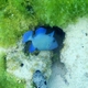 Blue Triggerfish (Juvenile)