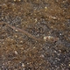 Long-rayed Sand Diver