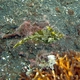 Strapweed Filefish