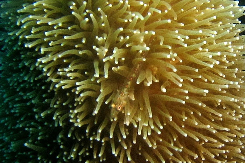 The Pillar Coral - Whats That Fish!