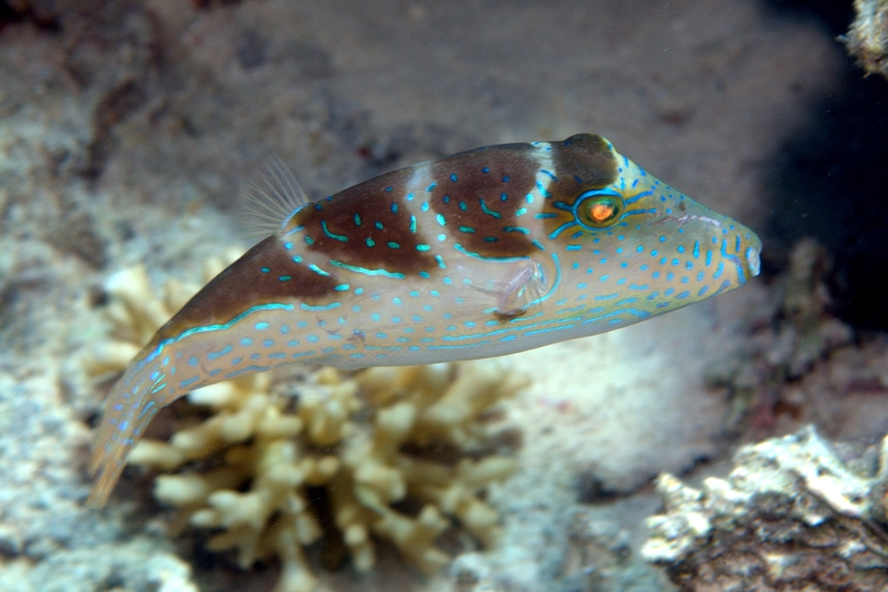 The Blue-spotted Toby - Whats That Fish!